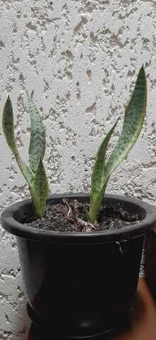 NUEVA PLANTITA (LENGUA DE SUEGRA)