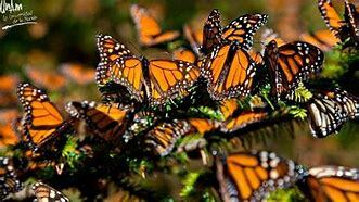 Centro de Ecología y Desarrollo en México