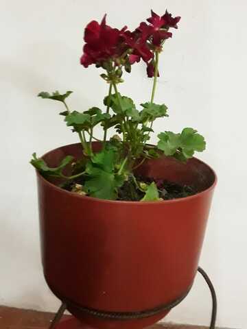 "Planta de Geranio"
