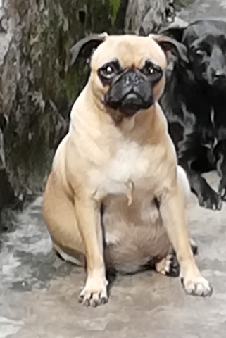 Embarazo de mi perrita