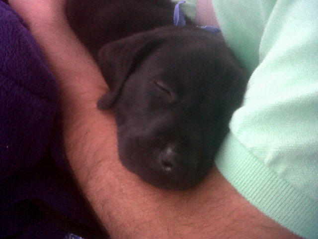 The day Bo was welcomed to the family.