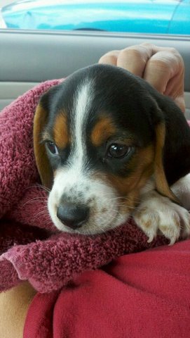 The day that Sam was welcomed to our family.