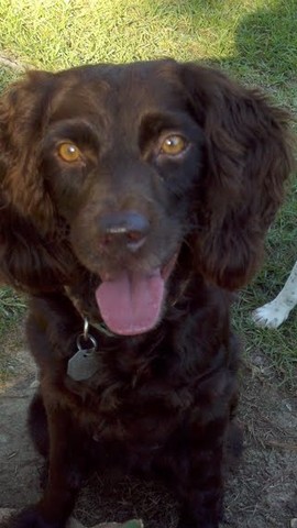 The day Dixie was brought into my life.