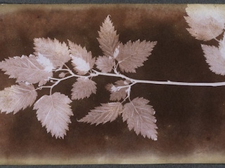 Siglo XIX Thomas Wedgwood