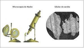 Aparición del nombre de la célula