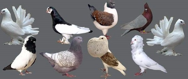 Comportamiento comparado