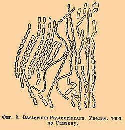 Louis Pasteur puso a punto una vacuna contra la rabia