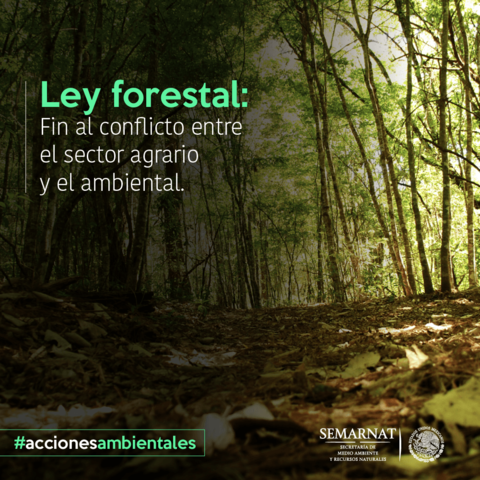 Fue expedida la primera Ley Forestal