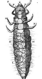 Aparición de primeros organismos celulares