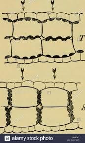 Separación de las células