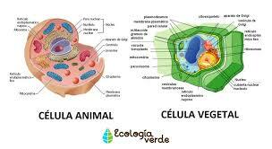 Aparicion de celula animal y vegetal