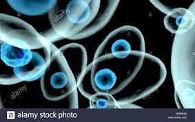 teoria fomacion celular