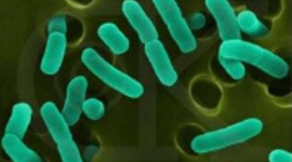 Timeline: Desarrollo de la Microbiología - Cesar Santos