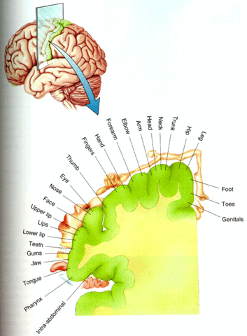 Robert Bartholow y David Ferrier