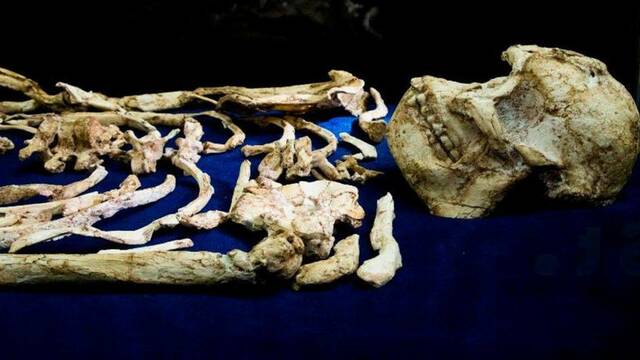 El Homínido Mas Antiguo Hallado
