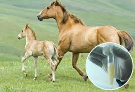 Inseminación artificial