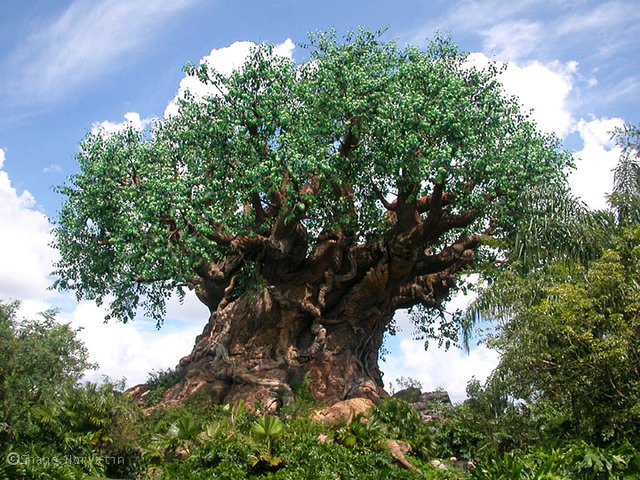 Disney's Animal Kingdom opens