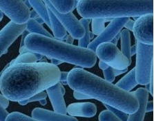 Woese y George E. Fox