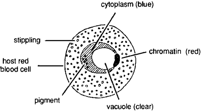 Nucleic acid in white blood cells