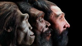 Timeline: Arbre filogenètic de l’evolució dels homínids