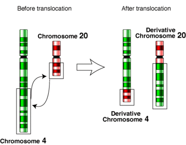 Chromosomes