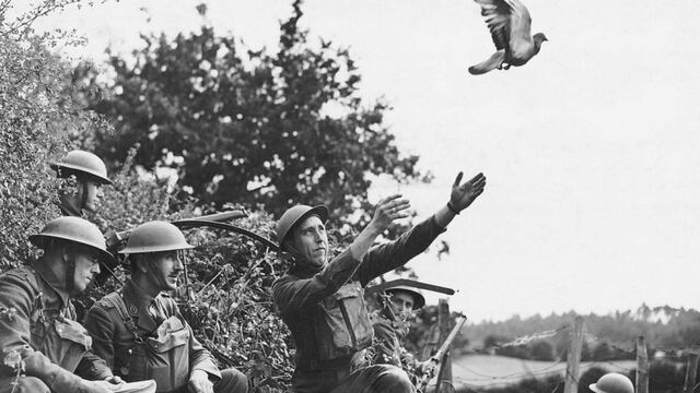 Carrier Pigeons