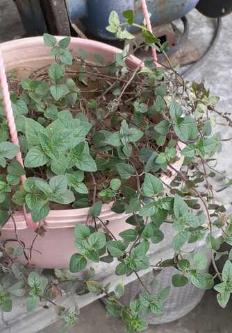 Decima Quinta Semana