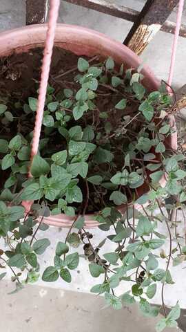 Decima Séptima Semana