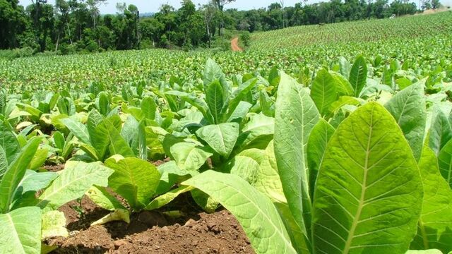 Empieza libertad de agricultura y comercialización del tabaco.