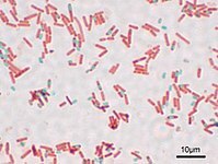 Bacillus Subtilis