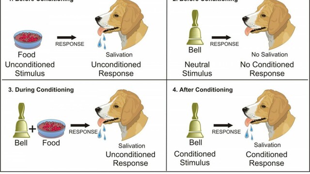 Conductismo Ivan Pavlov- Condicionamiento clásico