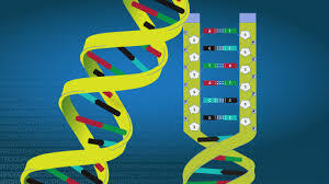 Descubrimiento del Acido Desoxirribonucleico (ADN o DNA) que contiene las instrucciones genéticas