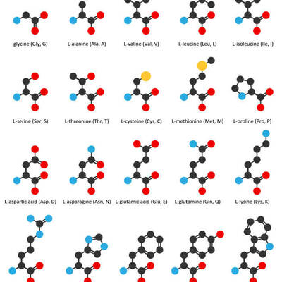 Timeline: Historia de los aminoácidos