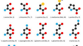 Timeline: Historia de los aminoácidos