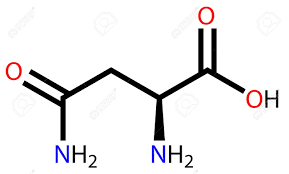 Asparagina