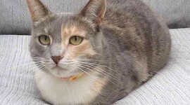 Timeline: U1A1_GutierrezValdez_Oscar