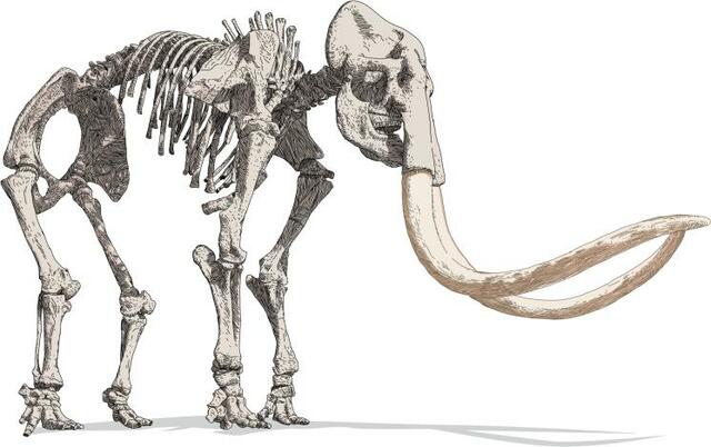 Descubrimiento de grandes fósiles