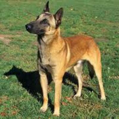 Timeline: space race timeline