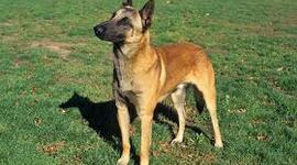 Timeline: space race timeline