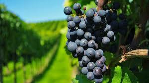 Cerveza y pan solo en algunos lugares