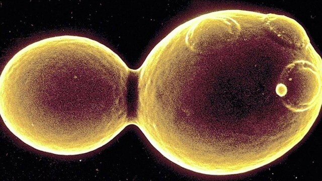 Multiplicación de la levadura