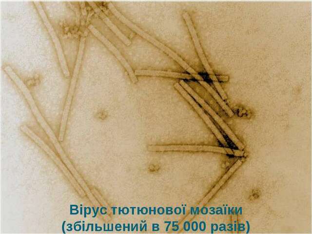 Virus del Mosaico del tabaco