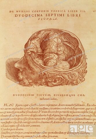 Publicación de la segunda edición de "De humani corporis fabrica"