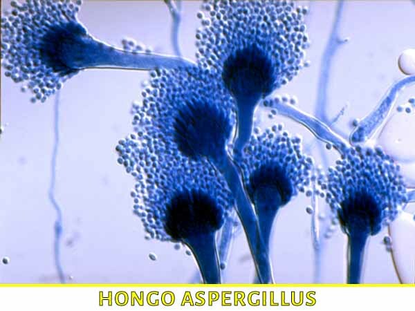 Robert Hooke describe hongos filamentosos.