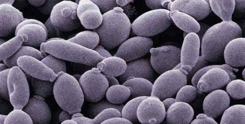 Louis Pasteur estudió el proceso de la fermentación alcohólica y descubrió que estaba catalizada por organismo vivos, células de levadura.