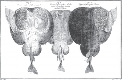 Publicación del experimento de John Walsh