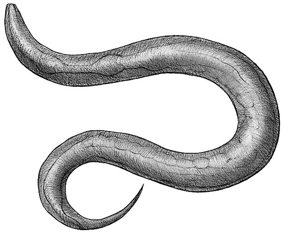 C.elegans