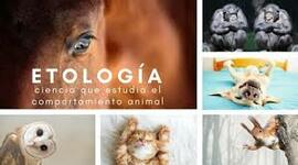 Timeline: Antecedentes Históricos de la Etología