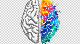 Timeline: HISTORIA DE LAS NEUROCIENCIAS DEL COMPORTAMIENTO.