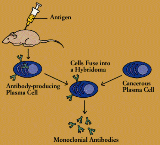 Monoclonal Antibody